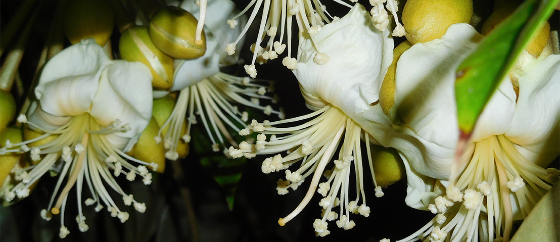 durian flower1